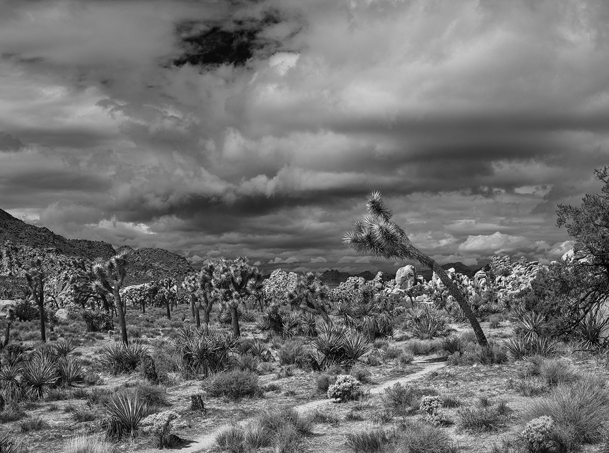 Joshua Tree California