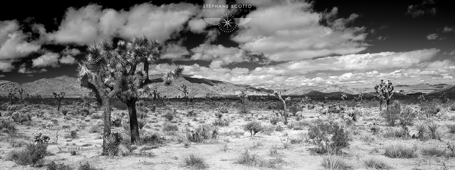 Joshua Tree photograph