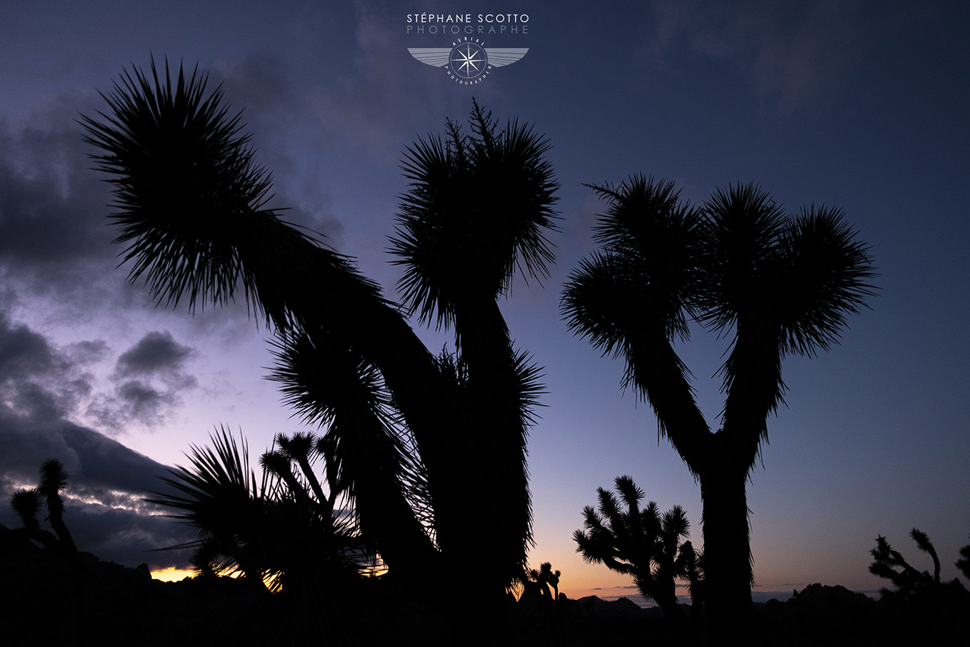 Joshua Tree California